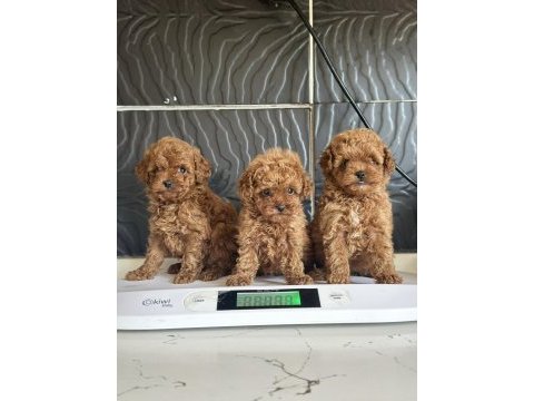 Mini poodle yavrular