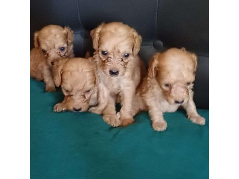 Maltipoo köpekler