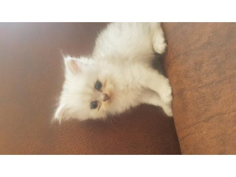 2 aylık british longhair yavrular yuva beklemektedir