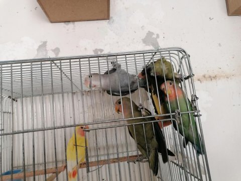 Sevda papağanı yavruları