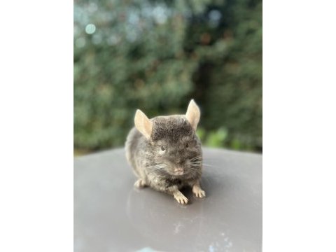 Kahverengi (dark tan) çinçila / chinchilla