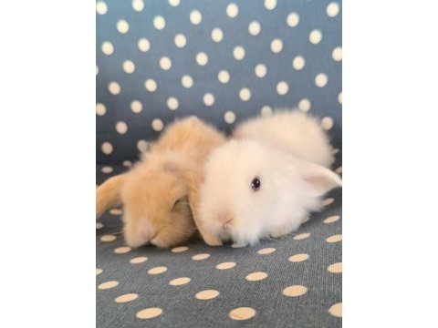 Hollanda teddy lop tavşan yavruları