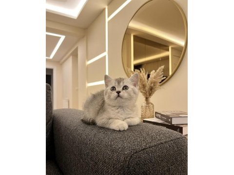 British shorthair silver point