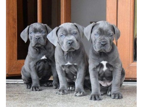 Cane corso köpeğimiz