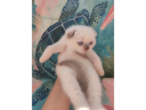Scottish fold blue point a kalite