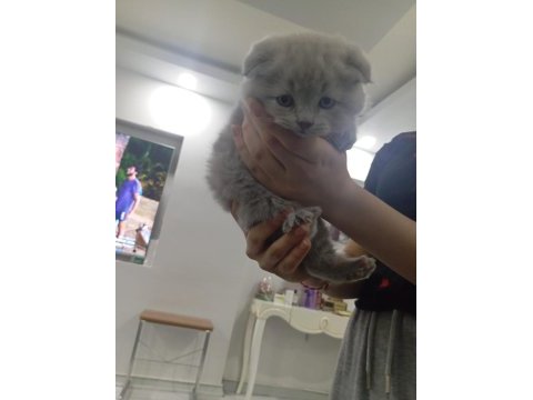Yavru scottish fold kedisi gri beyaz