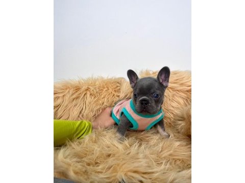 Lilactan isabella taşıyıcı bebişler french bulldog