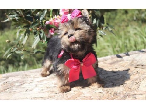 Teacup eğitimli yorkshire terrier yavrular