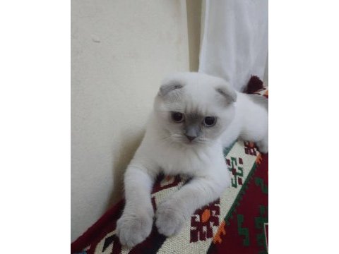 Safkan orjinal tam bir şebek scottish fold