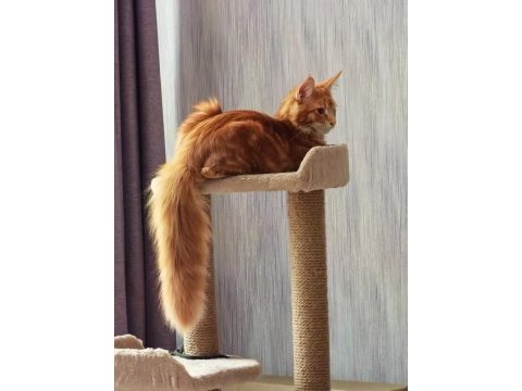 Maine coon erkek üst kaliteli