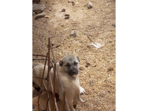Mükemmel ırk safkan kangal yavruları