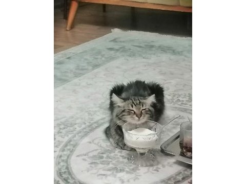 Güzel erkek bir tekir kedidir
