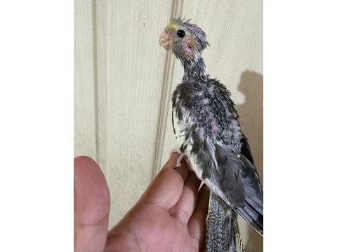 37 günlük konuşturmalık grey bebek sultan papağanı
