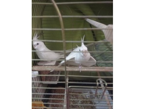 Albino kırmızı göz sultan papağanları
