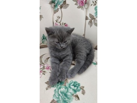 50 günlük yavru british shorthair (erkek)