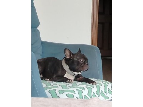 Fransız bulldog tuvalet eğitimli uysal dişi