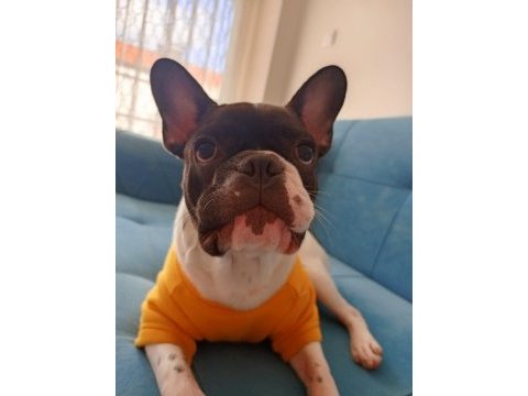 Sahiplendirilecek french bulldog