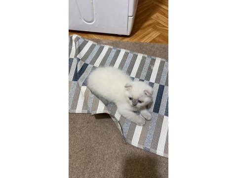 Safkan blue point erkek scottish fold yavrularımız