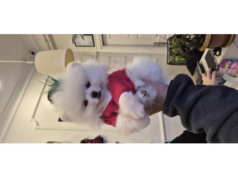 Orjinal pomeranian boo garantili