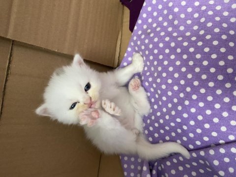 British shorthair yavru kedimiz