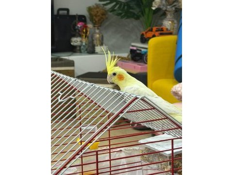 5 6 aylık sultan papağanı