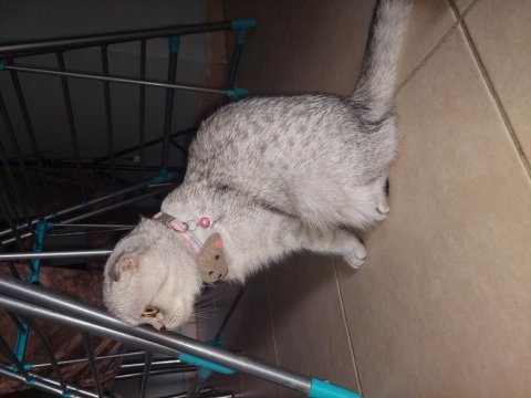 Yedi yavrulu 5 yavrulu anne dahil verilecektir scottish fold