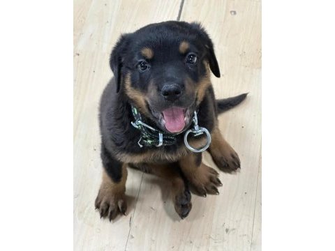 2 aylık düzgün aile bakabilecek birileri rottweiler