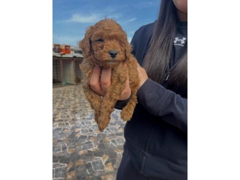 Toy poodle köpeğimiz