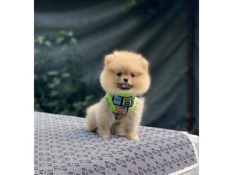 Pomeranian boo köpeğimiz