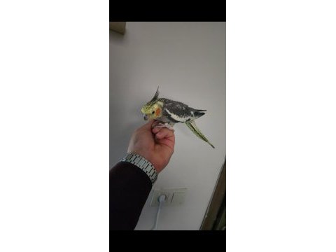 Kendine munasir damızlık sultan papağanı