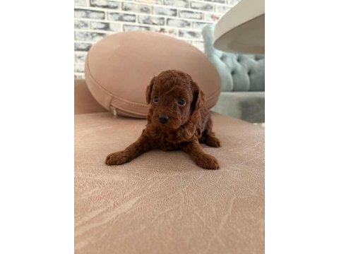 Safkan red brown toy poodle