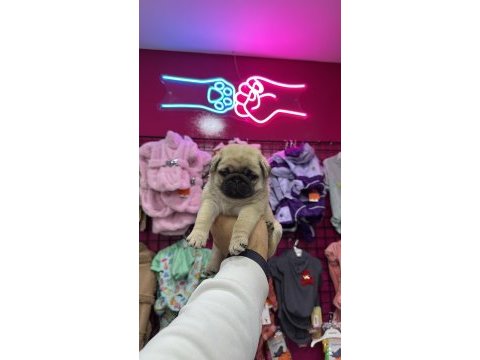 A kalite ırk garantili pug mops yavrular