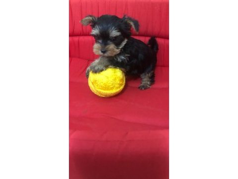 Safkan 0 numara yorkshire terrier bebekler