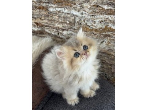 British longhair kedisi