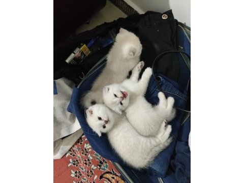 2 aylık scottish fold bluepoint yavruları