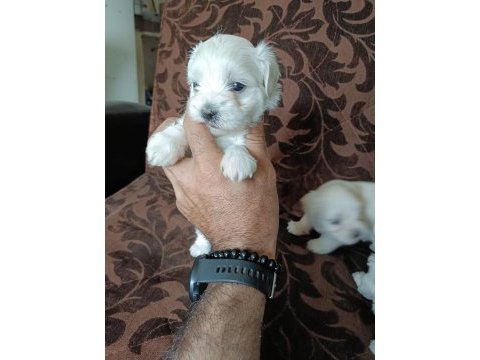 Mini maltese yavrularımız