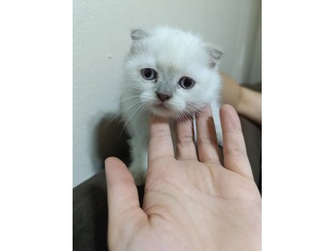 Minik scottish fold yavrularım