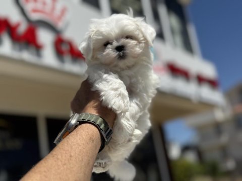 Petmode köpek çiftliğinden kore  kan maltese