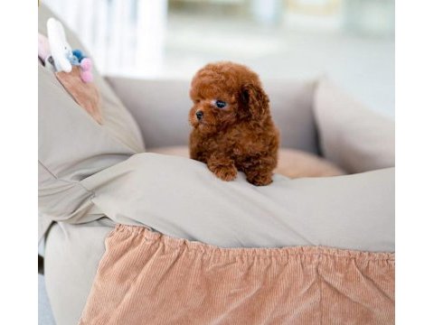 Kapıda ödemeli toy poodle bebeklerim
