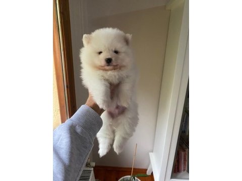 Pomeranian boo yavru köpekleri