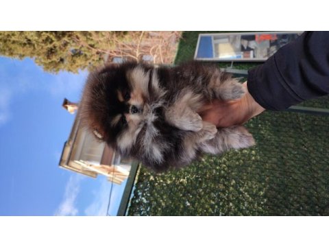 Krem renk pomeranian