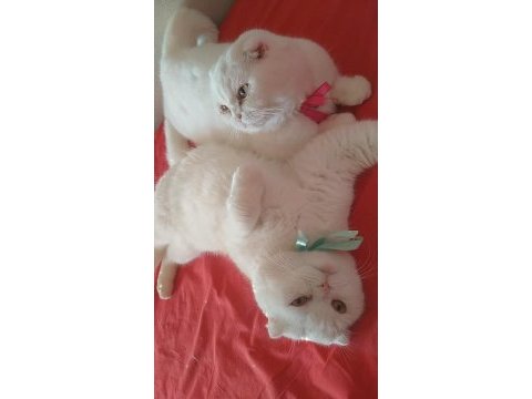 Güzel kızım yeni yuvasını bekliyor scottish fold