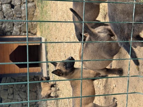 Mükemmel malinois köpekler
