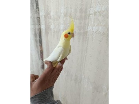 Satılık sultan papağanı erkek