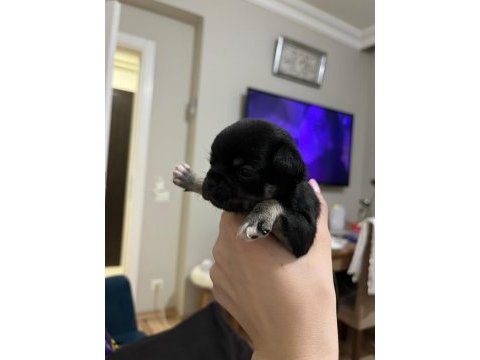 Yeni chihuahua yavrularım