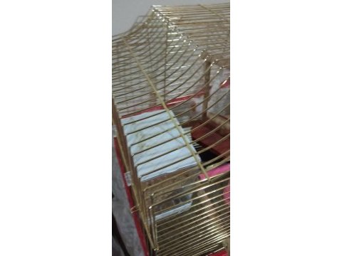 Muhabbet kuşlar sahiplerini arıyor