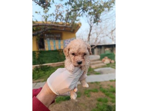 Orjinal maltipoo yavrular
