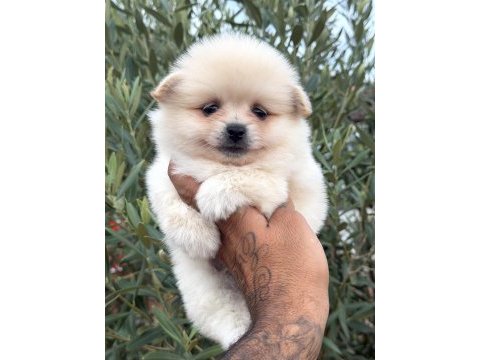 Pomeranian boo ayı surat yavrular