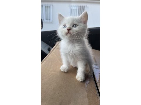 2 aylık erkek british bebek