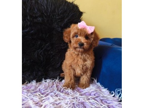 Dişi toy poodle bebeğimiz